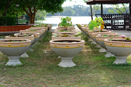 the row of lotus planting in cement bowlの写真素材