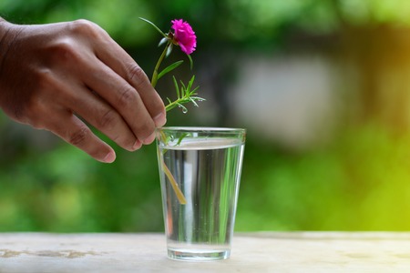 a man hand putting a pink flower  in glass vase on wooden table with yellow lightの写真素材