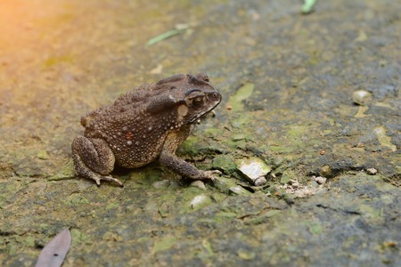 a brown toad on rough and dirty cement ground