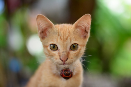 the lovely  local  brown  young and naughty kittenの写真素材