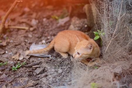 the naughty kitten playing around  old netsの写真素材