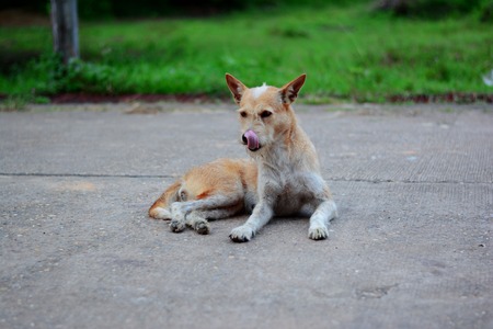 the brown and white dog lying on street and  licking the mouthの写真素材
