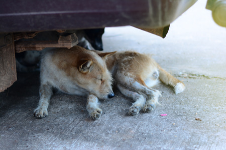 sleeping local brown dog  lying on street under the carの写真素材