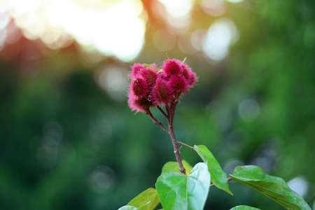 the pink wide flowers with sunlights in the morningの写真素材