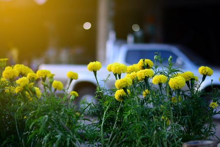 the marigold flowers at traffic island in the city with bright lightの写真素材
