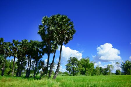 the toddy palm in green rice fields with blue sky and cloudの写真素材