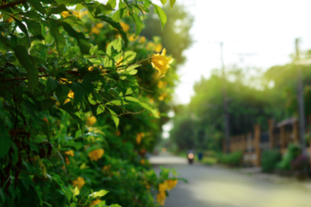 the blurred of the green trees and yellow flowers  beside the road in the morningの写真素材
