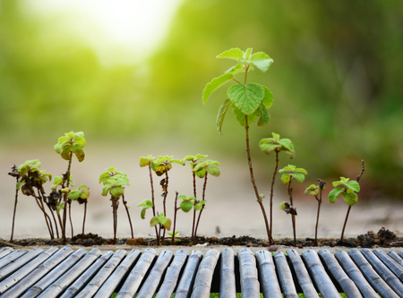the bamboo bench and little plants with orange light in eveningの写真素材
