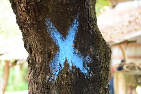 Blue cross sign, blue plus-sign on deep brown tree