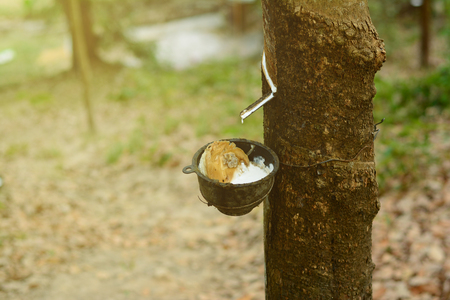 the black pot with raw white water   rubber  on rubber tree at the farmlandの写真素材