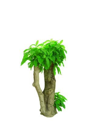 the green fresh leaves of ornamental on cutting stump with grey big trunk  on white background isolatedの写真素材