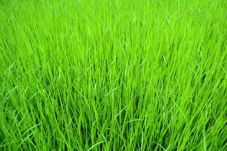 The blurred of slender leaves of the young green rice's sprout on plastic tray at plant nurseryの写真素材