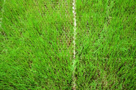 the dry rice sprout  in plastic tray at plant nursery is going die from not getting waterの写真素材
