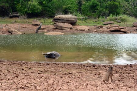a buffalo soak in water between resting on hot day at noonの写真素材