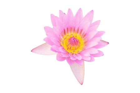 Lotus flower isolated on white background.の写真素材
