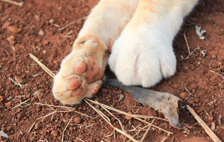 Cat feet.