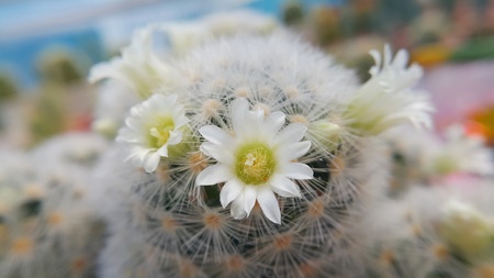 Flower Cactus (Selective Focus), Mammillaria Carmenae.