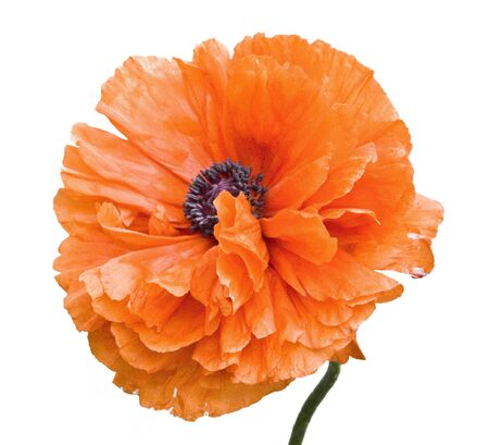 flowering poppy on a white backgroundの写真素材
