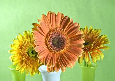 three flowers in vases on a green backgroundの写真素材