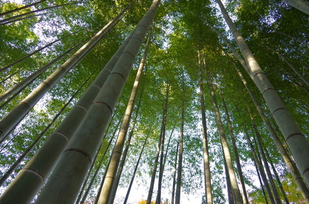 MizuhoIwaoyama En-kotera: bamboo forestの写真素材