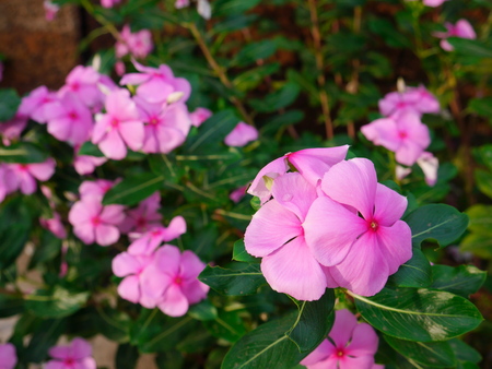 Catharanthus roseusの写真素材
