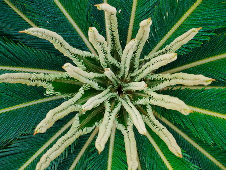 Growth cycad kind of palm in the gardenの写真素材