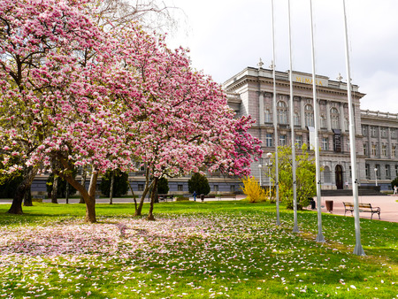 Sakura in Zagreb Croatiaのeditorial素材