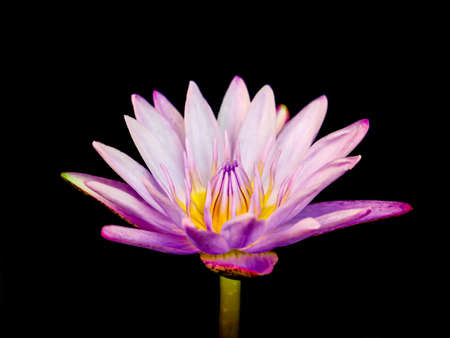 purple lotus on black backgroundの写真素材