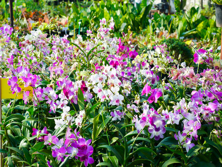 Orchid garden Thailandの写真素材