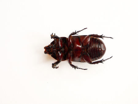 Coconut rhinoceros beetle or Asian rhinoceros beetleの写真素材