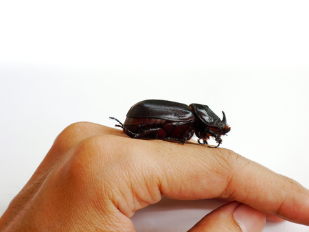 Coconut rhinoceros beetle or Asian rhinoceros beetleの写真素材