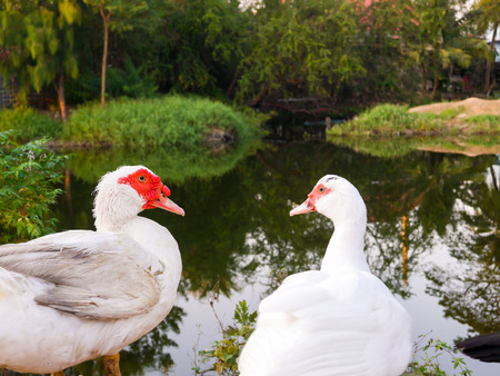 two geese in lakeの写真素材