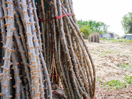 The manioc after harvestの写真素材
