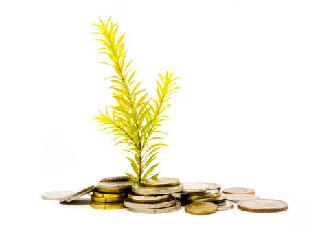 wealth grow up  isolated on white backgroundの写真素材
