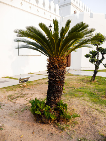Sago Plam or Cycas revoluta Thunbの写真素材