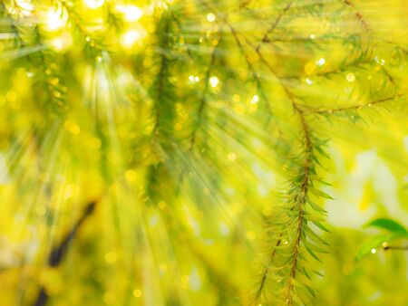 sunlight  leaves of gold willowsの写真素材
