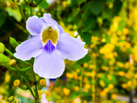 purple orchid