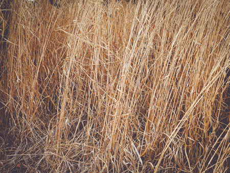dry grass farm