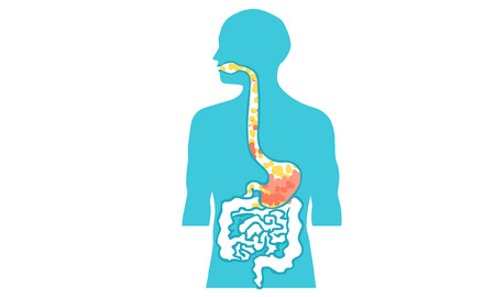 inside body human vector illustrationのイラスト素材