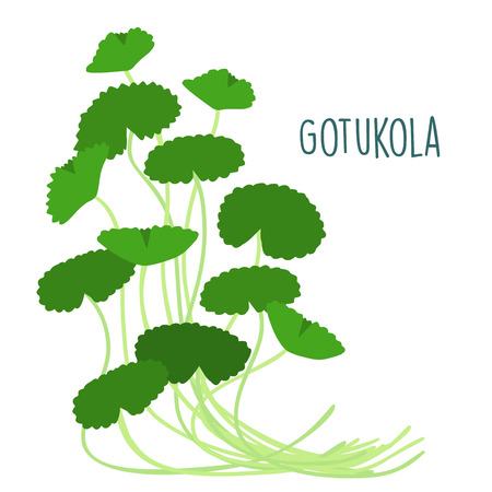 fresh gotukola leaf in withe backgruond vector illustrationのイラスト素材