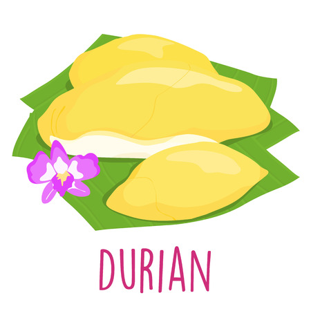 durian Thai popular fruit white background illustrationのイラスト素材