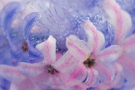 The frozen pink and violet hyacinths with bubbles air in an ice の写真素材