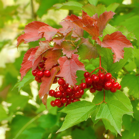 Branch of ripe red berries of a guelder-rose on a background of green and red leavesの写真素材