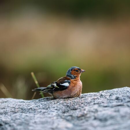 Nice colour light brown bird sitting on the stone with blurry background.の写真素材