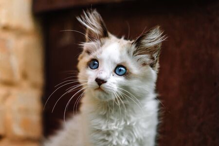 Homeless grimy little white kitten.の写真素材