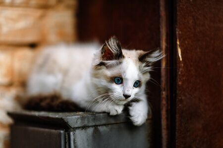 Homeless grimy little white kitten. A beautiful cat with blue eyes.の写真素材