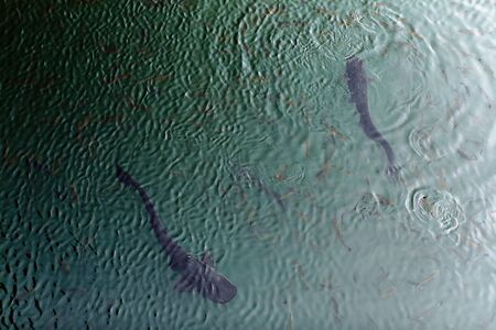 Two giant black catfishes swimming in the pond with other small fishes in Chernobyl Zone radiation,...