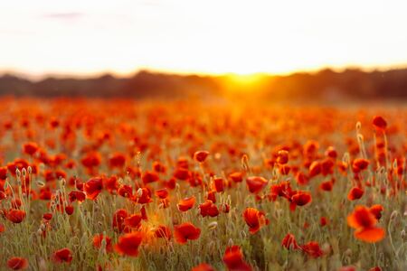 Poppies on green field on summer sunset with selective focus and lens flareの写真素材