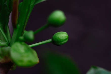 Macro closeup green leaves texture shot of small plant, dark greenの写真素材