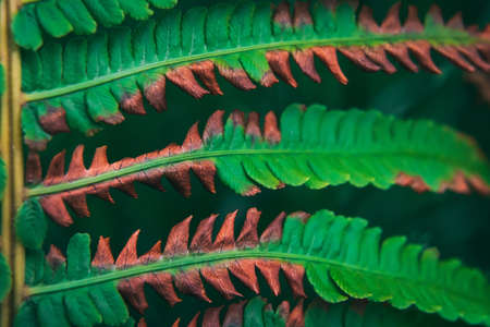 Macro closeup shot of diseased fern green and brown leaves textureの写真素材